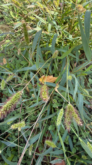 Setaria viridis, photograph (c) mycoroco, some rights reserved (CC BY)