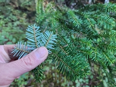 Abies amabilis, photograph author not stated, no rights reserved