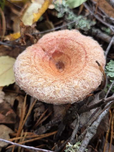 Woolly Milkcap