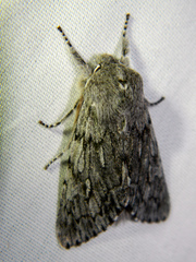 Brachionycha borealis