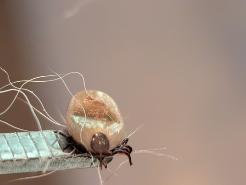 Eastern Black-legged Tick