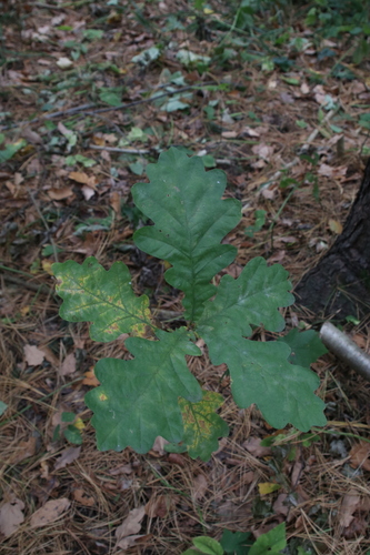 Наблюдение на iNaturalist