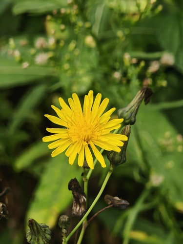 Sonchus arvensis, photograph 6