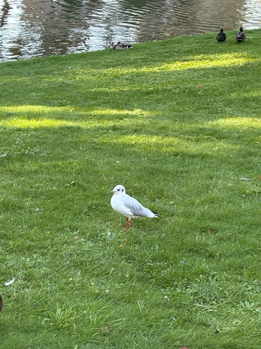 Black-headed Gull