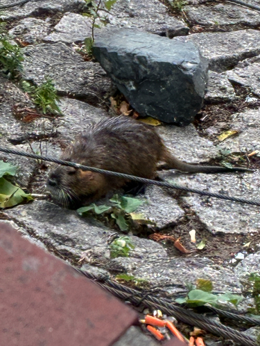 Coypu
