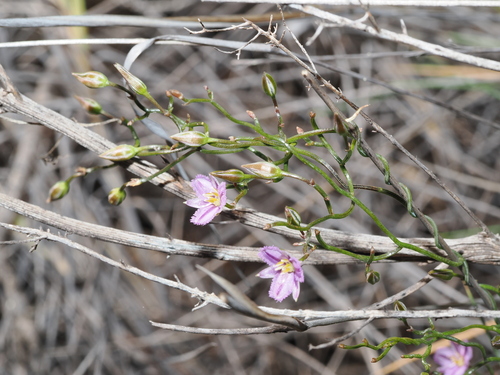 Thysanotus patersonii