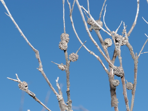 Melaleuca uncinata observed 2026-09-23