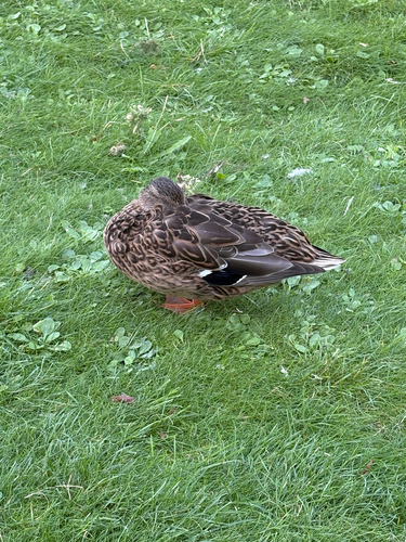 Mallard