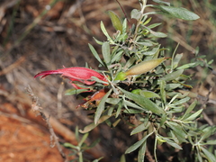 Eremophila glabra