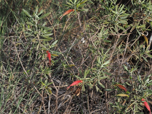 Eremophila glabra, photograph 1