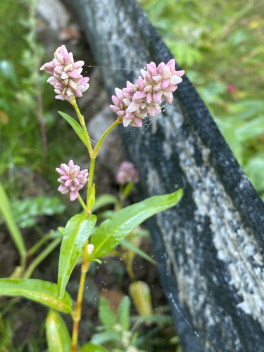 pinkweed