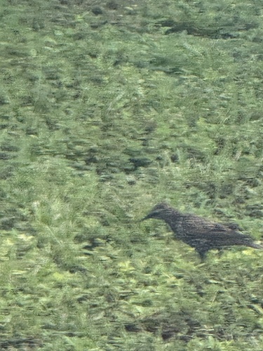 European Starling