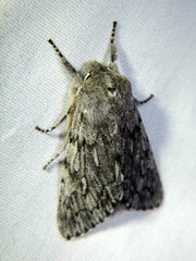 Brachionycha borealis