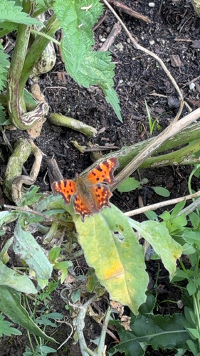 European Comma