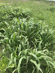 Tripsacum dactyloides