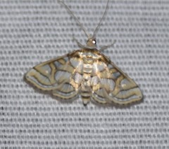 Pseudopyrausta santatalis