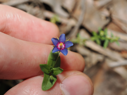 Lysimachia loeflingii, photograph 6