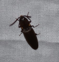 Deilelater physoderus