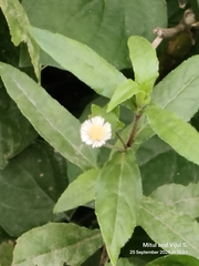 Eclipta prostrata