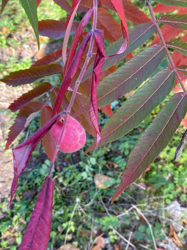 Sumac Gall Aphid