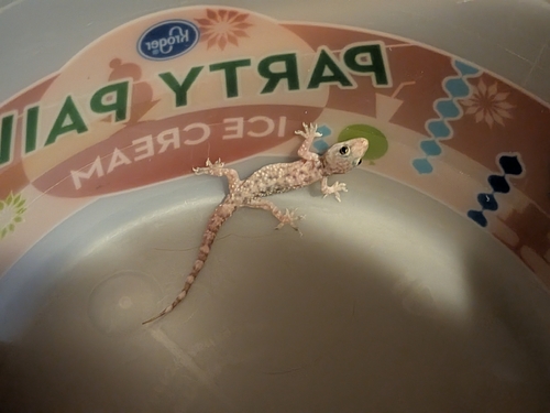 Mediterranean House Gecko