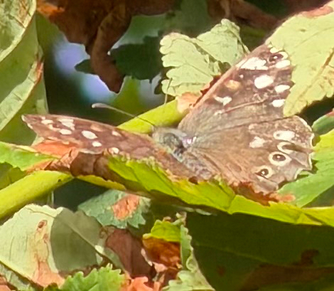 Speckled Wood