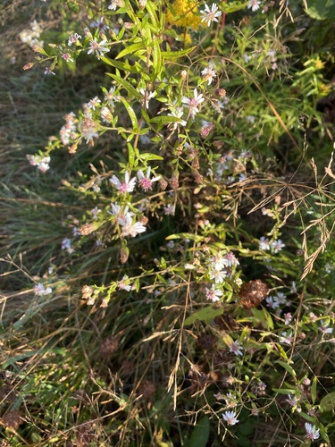calico aster