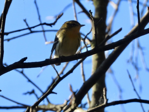 Blackburnian Warbler
