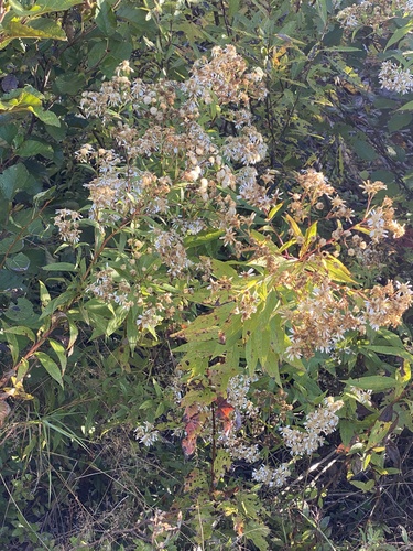 Symphyotrichum lateriflorum, photograph 6