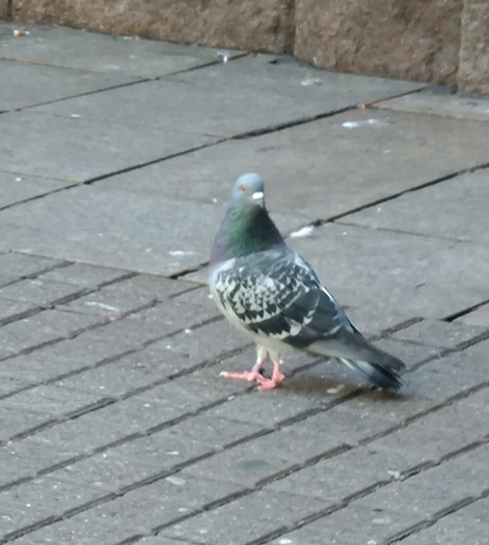 Feral Pigeon