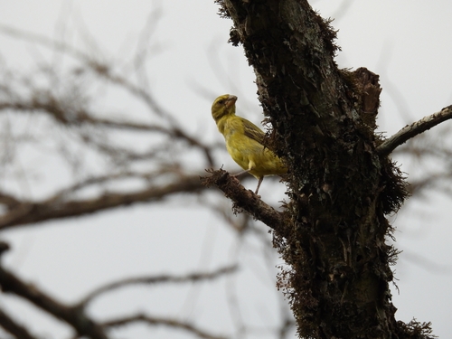 Brimstone Canary