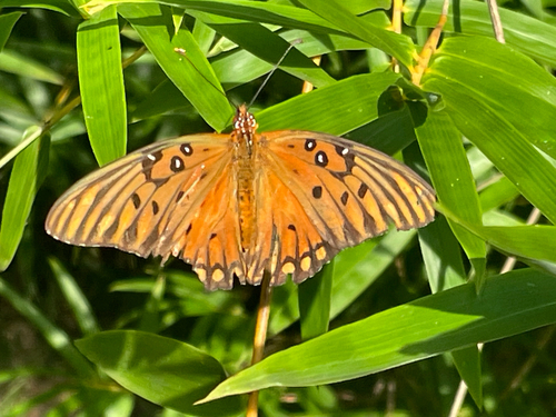 Gulf Fritillary