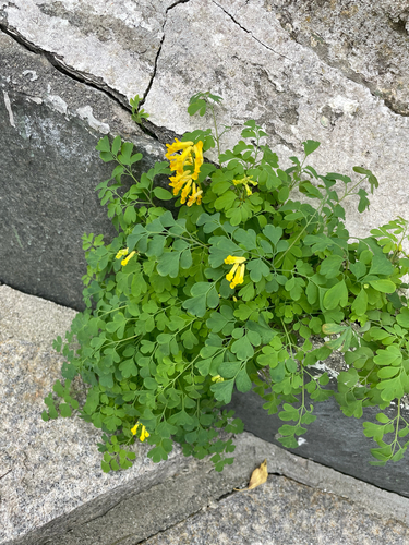 Yellow Corydalis