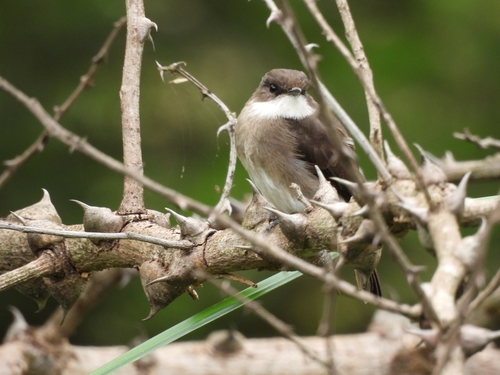 Swamp Flycatcher