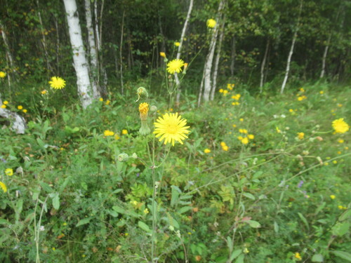 Sonchus arvensis, photograph 5