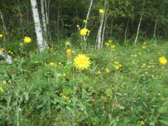 Sonchus arvensis, photograph author not stated, no rights reserved