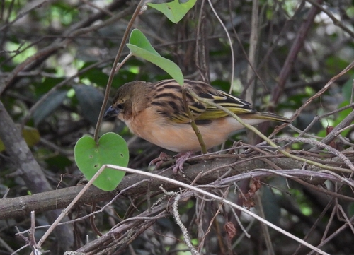 Black-headed Weaver