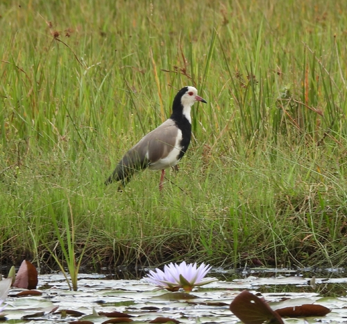 Long-toed Lapwing