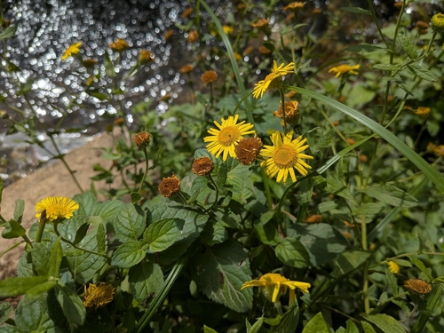 Common Fleabane