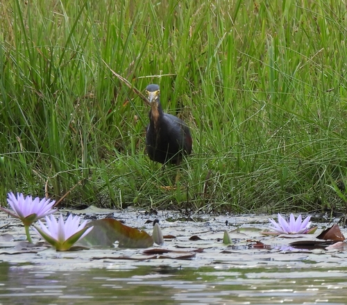 Rufous-bellied Heron