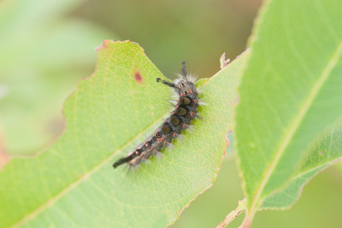 Rusty Tussock Moth