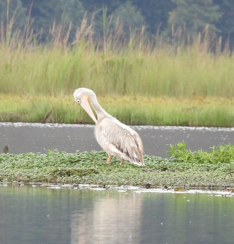 Pink-backed Pelican