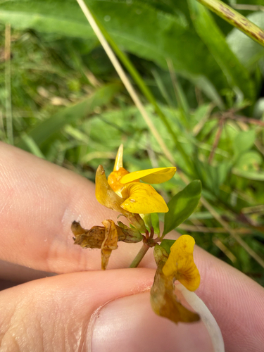 greater bird's-foot-trefoil
