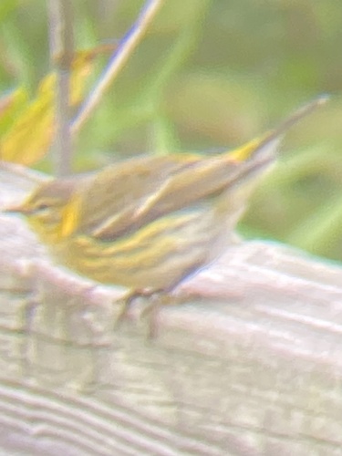 Cape May Warbler