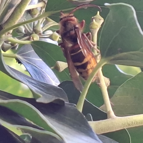 European Hornet