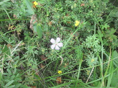 Geranium wlassovianum