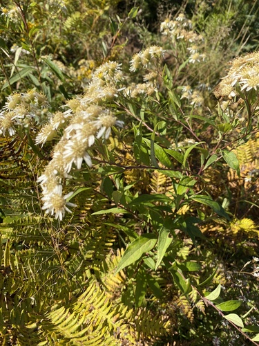 Doellingeria umbellata, photograph 5