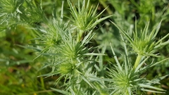 Eryngium vaseyi