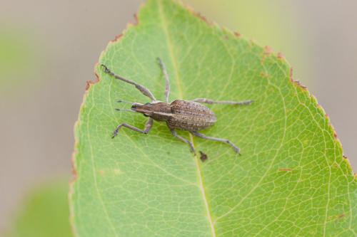 Charagmus gressorius