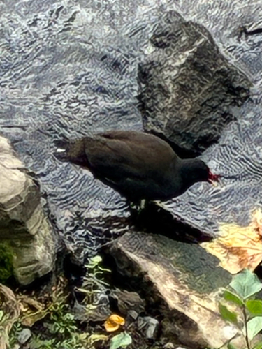 Eurasian Moorhen